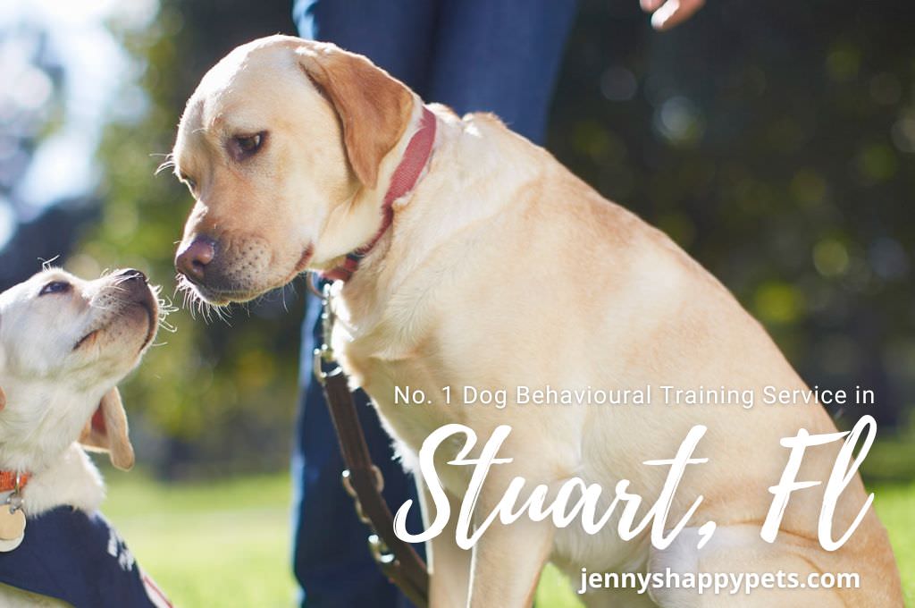 Servicio de adiestramiento del comportamiento del perro en Stuart, Florida - Jennyshappypets