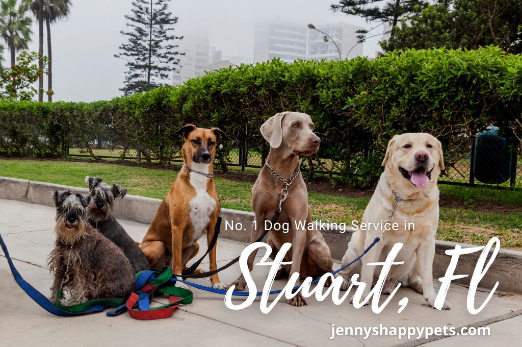 Servicio de paseo de perros en Stuart, Florida - Jennyshappypets